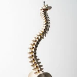 محصولات ارتوپدی